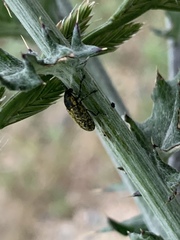 Rhinocyllus