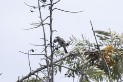 Conirostrum cinereum