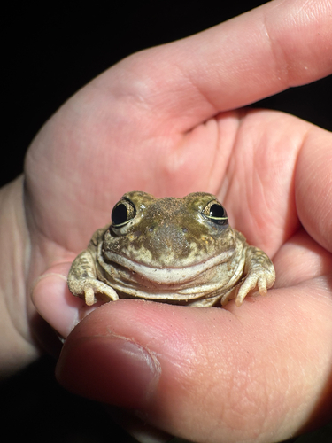 Plains Spadefoot