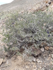 Psorothamnus arborescens minutifolius