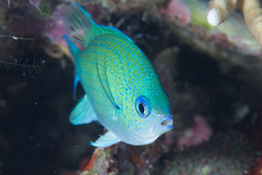Chromis atripectoralis