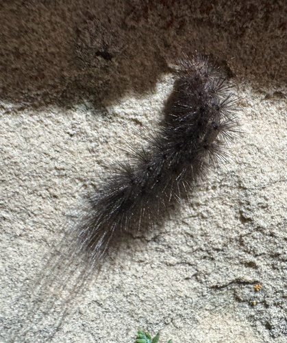 California Tiger Moth