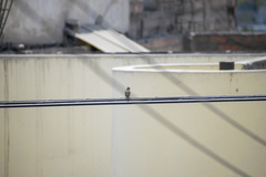 Camptostoma obsoletum