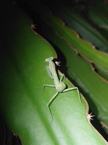 Giant Asian Mantis