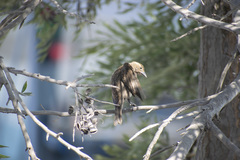 Molothrus bonariensis