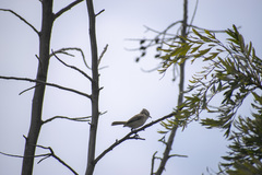 Camptostoma obsoletum