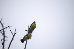 Tyrannus melancholicus