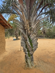 Syagrus coronata, photograph (c) Marcello Mastroianni Albuquerque Araújo, some rights reserved (CC BY)