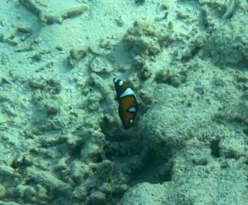 Coris formosa observed 2026-08-15