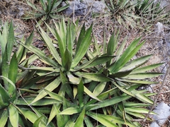 Agave funkiana