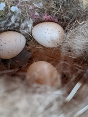 Poecile carolinensis