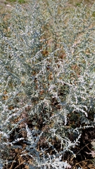 Artemisia maritima, photograph author not stated, no rights reserved
