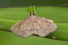 Protonoceras