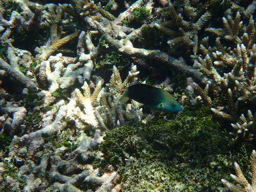 Halichoeres podostigma observed 2026-07-28