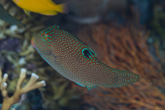 Canthigaster papua