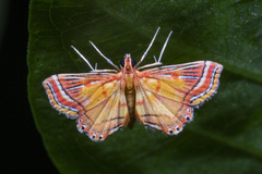 Ambia decoralis