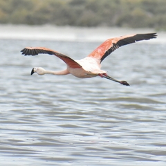 Phoenicopterus chilensis