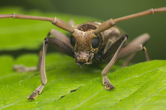 Acalolepta rusticatrix