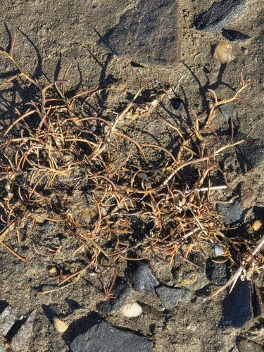 Puccinellia phryganodes, 2026-08-13