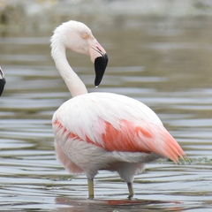 Phoenicopterus chilensis