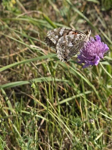 Painted Lady