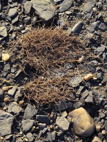 Puccinellia phryganodes, 2026-08-13