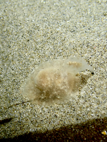 Lamellaria ophione observed 2026-08-15