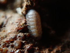 Armadilloniscus ellipticus