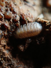 Armadilloniscus ellipticus