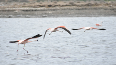 Phoenicopterus chilensis