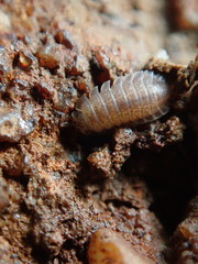 Armadilloniscus ellipticus