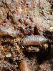 Armadilloniscus ellipticus