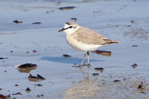 iNaturalist image