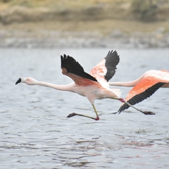 Phoenicopterus chilensis