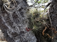 Tillandsia fuchsii