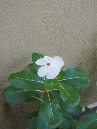 Madagascar Periwinkle