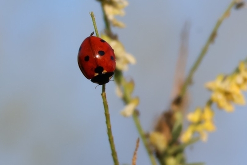 Seven-spotted Lady Beetle