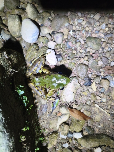 Green Odorous Frog