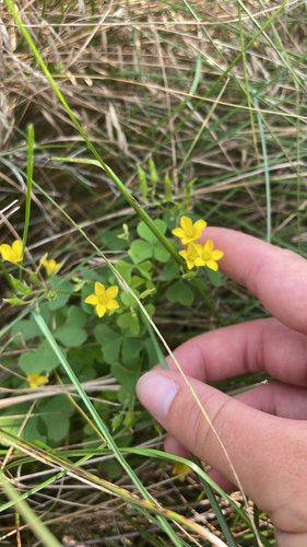 upright yellow woodsorrel