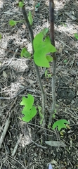 Liriodendron tulipifera