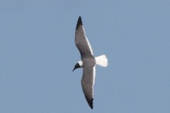 Leucophaeus atricilla megalopterus