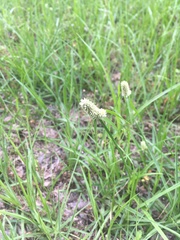 Cyperus sesquiflorus