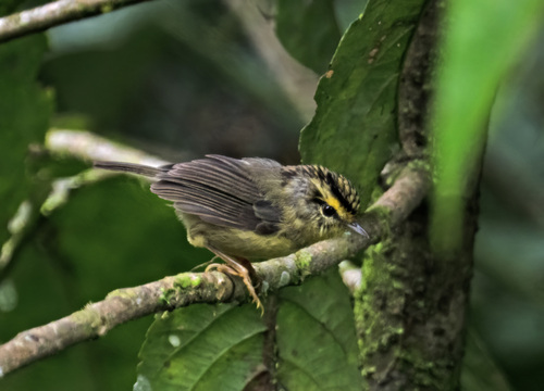 Alcippe cinerea observed 2026-08-03