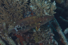 Oxycheilinus celebicus