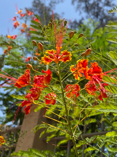 peacock flower