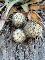 Mammillaria voburnensis