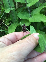 Matelea cynanchoides