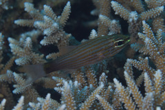 Cheilodipterus artus