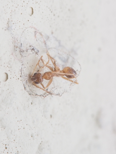 Longhorn Crazy Ant
