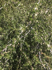 Ribes leptanthum